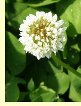 Клевера (Trifolium) Клевера (Trifolium)